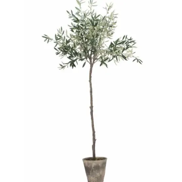 Lene Bjerre Oliivipuu H160cm